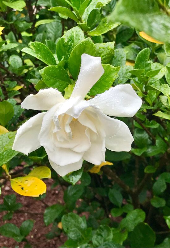 When Do Gardenias Bloom and 5 Foolproof Tricks to Get More Flowers 2