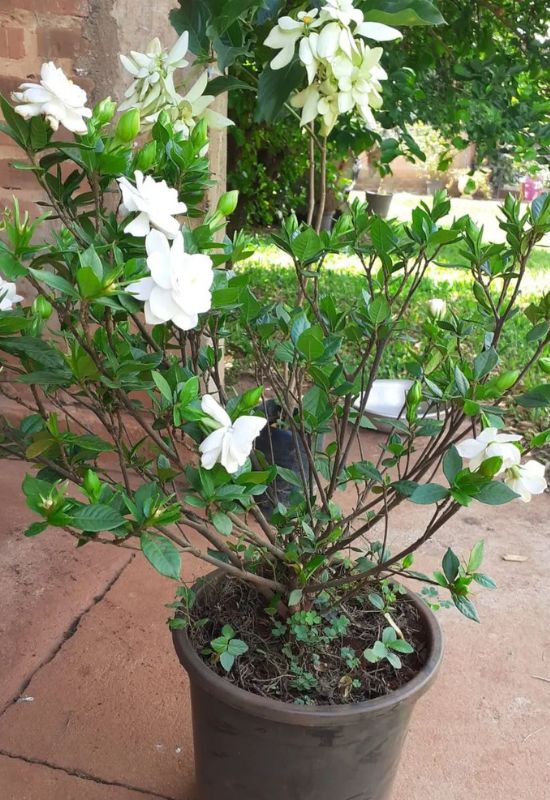 When Do Gardenias Bloom and 5 Foolproof Tricks to Get More Flowers 2