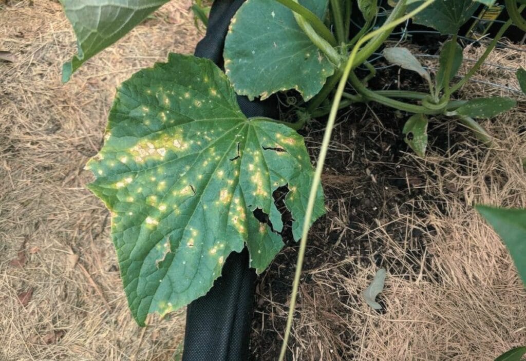 Yellow Spots On Cucumber Leaves? Here’s How To Identify The 7 Most Common Causes And Fix Them