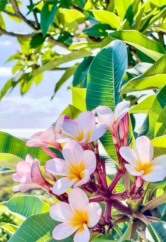 15 Most Picturesque Hawaiian Flowers That Capture the Essence of the Islands 8 frangipani