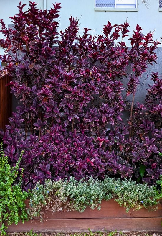  ‘Atropurpurea’ Japanese Barberry