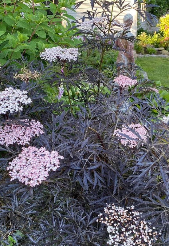 12 Enchanting Trees and Shrubs With Purple Leaves to Make Your Garden Pop 1