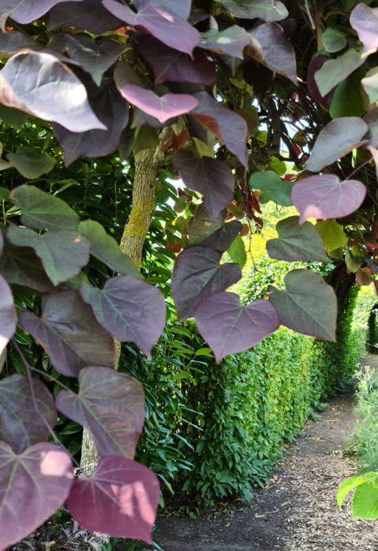 12 Enchanting Trees and Shrubs With Purple Leaves to Make Your Garden Pop 2