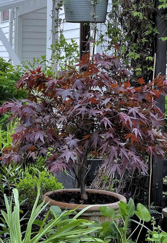 ‘Bloodgood’ Japanese Maple