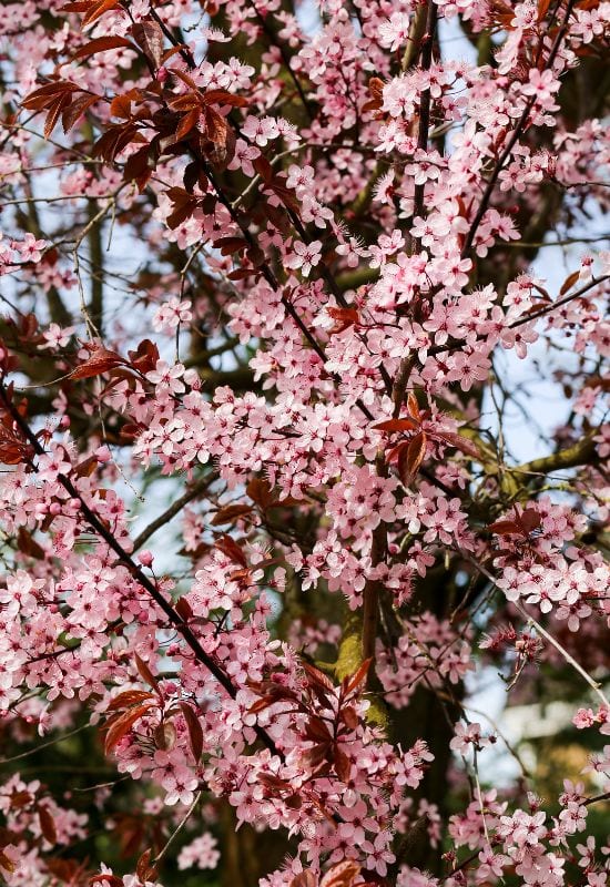 ‘Newport’ Cherry Plum