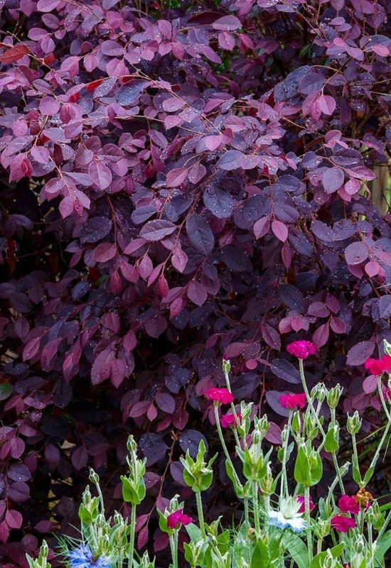 12 Enchanting Trees and Shrubs With Purple Leaves to Make Your Garden Pop 3
