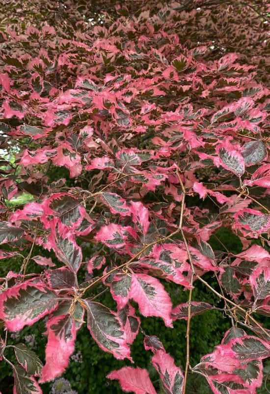 12 Enchanting Trees and Shrubs With Purple Leaves to Make Your Garden Pop 7