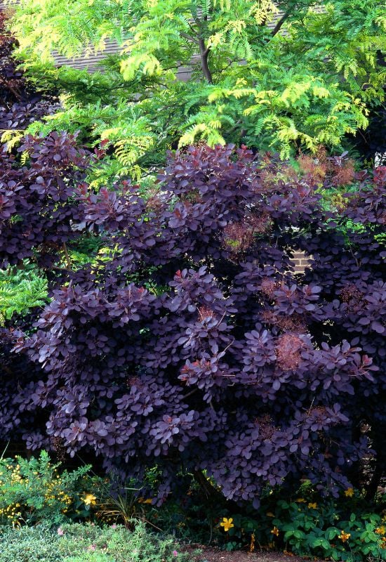 ‘Royal Purple’ Smokebush