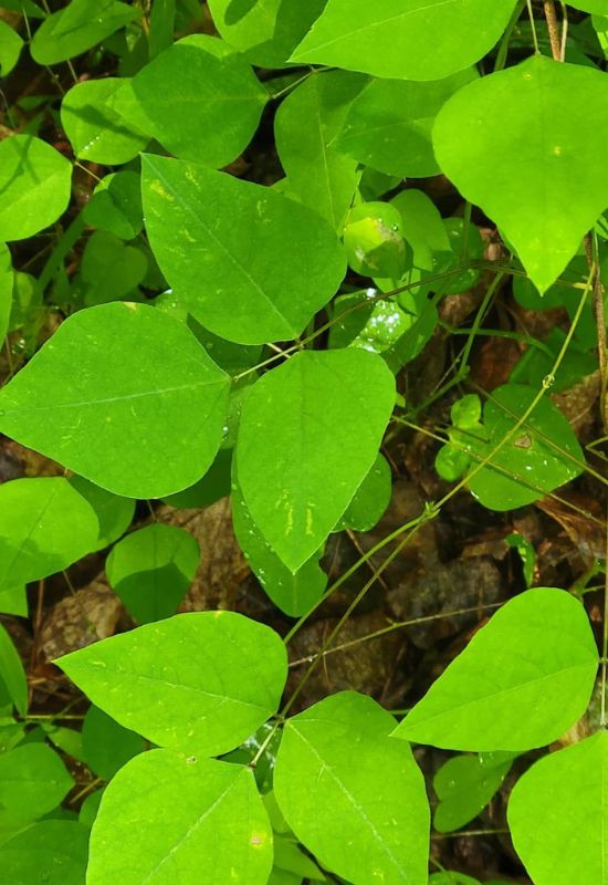 American Hog Peanut (Amphicarpeabracteata)