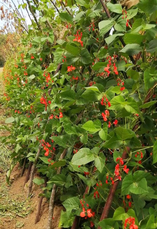 Bean (Phaseolus vulgaris)