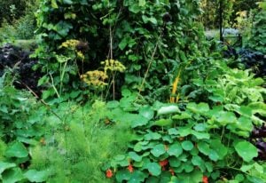 Best Edible Ground Cover Plants To Transform Your Yard Into A Foodscape