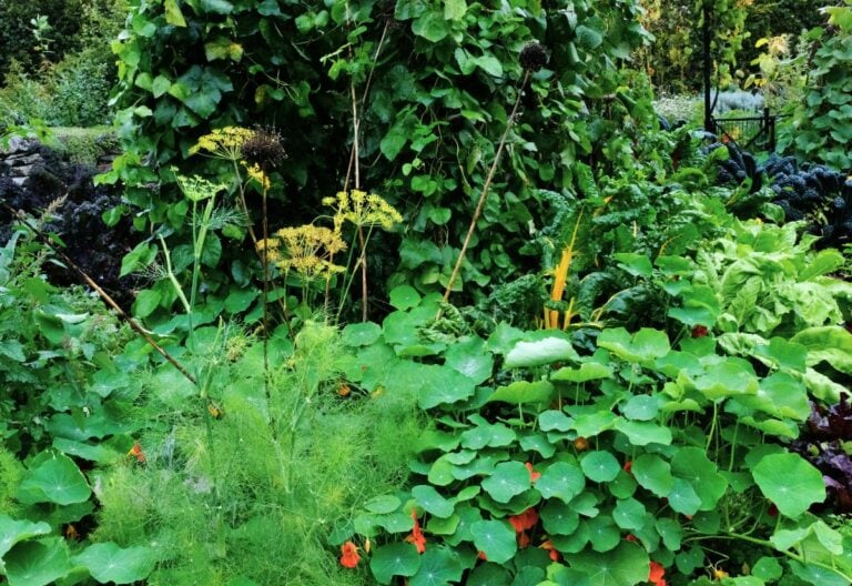 Plant, Eat, Repeat: 16 Best Edible Ground Cover Plants to Transform Your Yard into a Foodscape