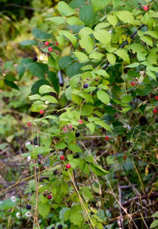 Blackberry (Rubus fructicosus)