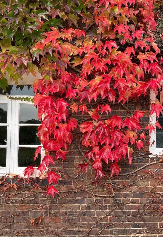 Boston Ivy (Parthenocissus tricuspidata)