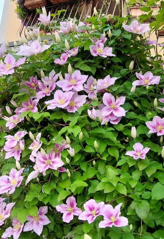 Clematis (Clematis spp.)
