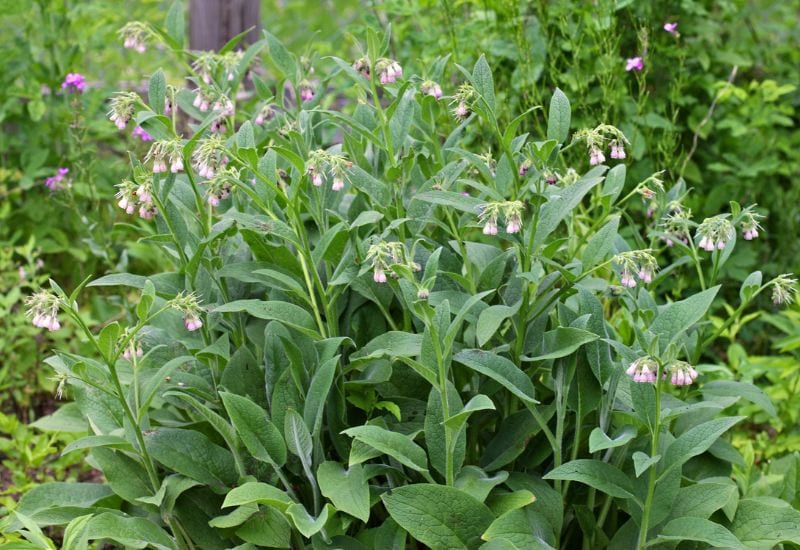 Comfrey