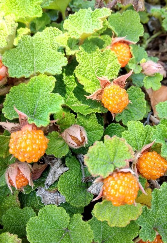 Creeping Raspberry (Rubus hayata-koidzumi)