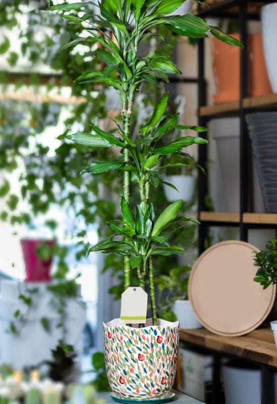 10 Gorgeous Low-Light Indoor Trees That Defy the Odds in Dimly Lit Rooms 11 Dracaena Fragrans Plant