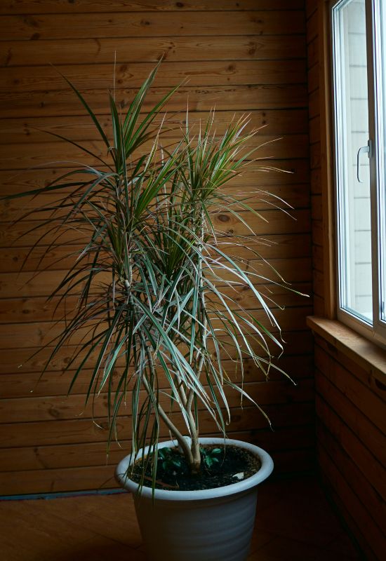 10 Gorgeous Low-Light Indoor Trees That Defy the Odds in Dimly Lit Rooms 8 Dracaena marginata ‘Tricolor