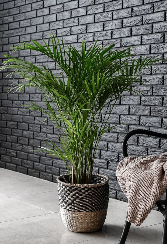 10 Gorgeous Low-Light Indoor Trees That Defy the Odds in Dimly Lit Rooms 6 Dypsis Lutescens