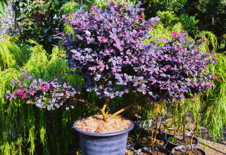 12 Enchanting Trees and Shrubs With Purple Leaves to Make Your Garden Pop