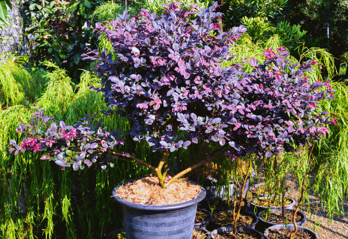 Enchanting Trees and Shrubs With Purple Leaves to Make Your Garden Pop