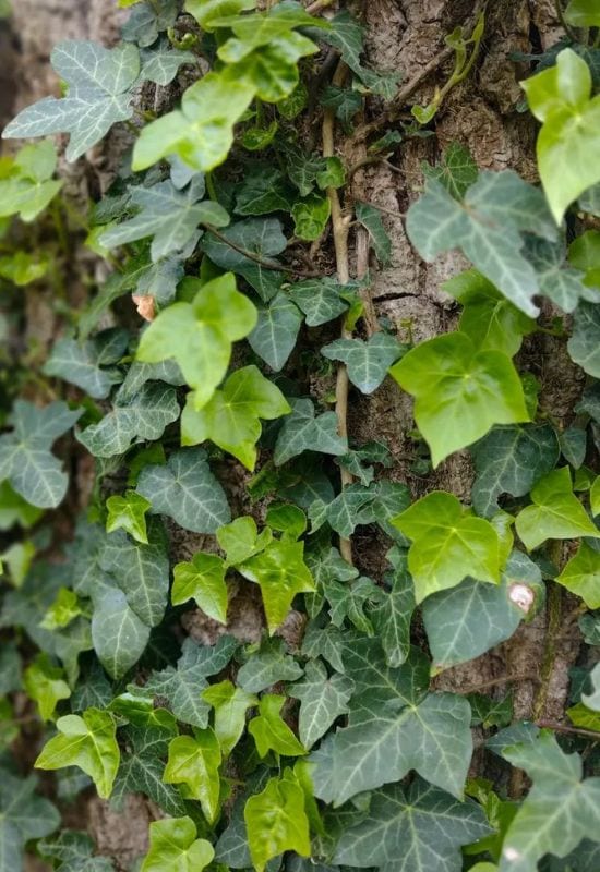 English Ivy (Hedera helix)