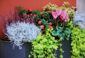 15 Fall-Blooming Bulbs That Will Ignite Your Garden With A Burst Of Autumn Splendor!