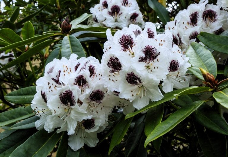 18 Flowering Plants with Exquisite Black and White Blooms