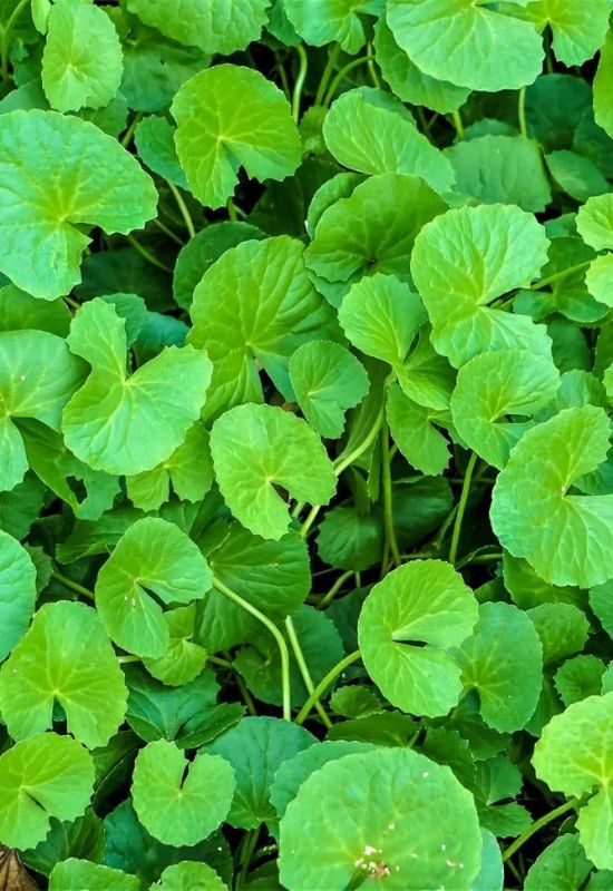 Plant, Eat, Repeat: 16 Best Edible Ground Cover Plants to Transform Your Yard into a Foodscape 14 Gotu kola (Centella asiatica)
