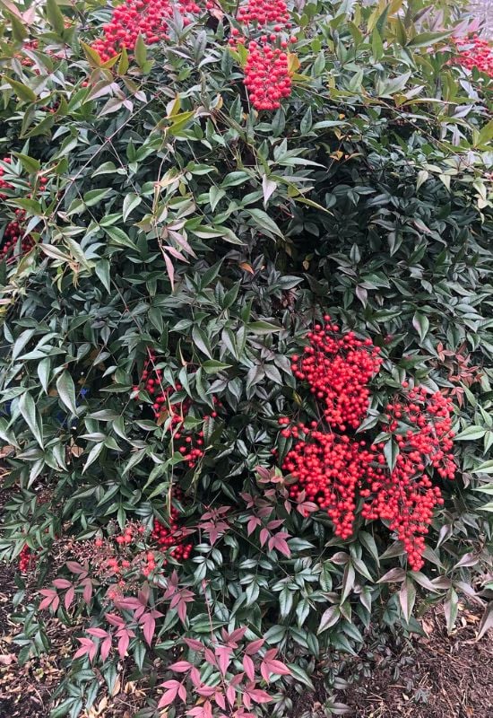 Heavenly Bamboo (Nandina domestica)