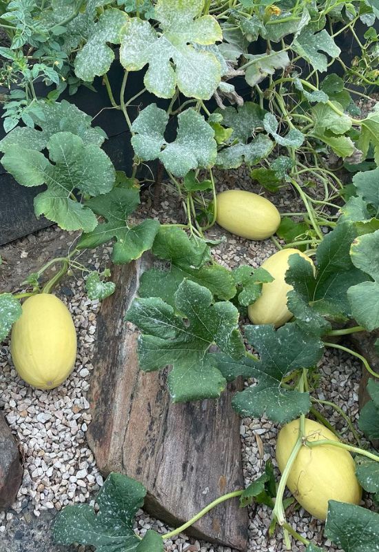 When to Harvest Spaghetti Squash and How to Cure It for Long-Lasting Flavor 6