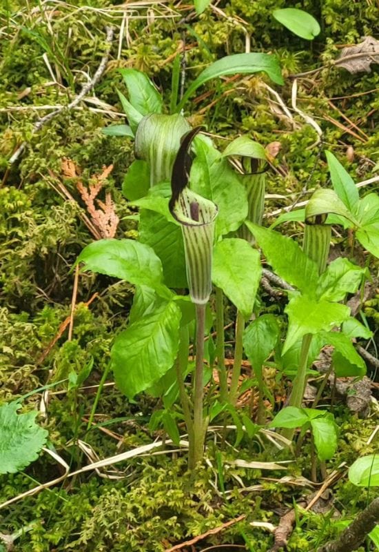 Jack in the Pulpit (Arisaema triphyllum)