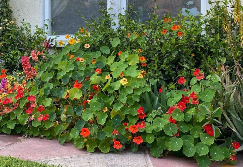 Nasturtiums
