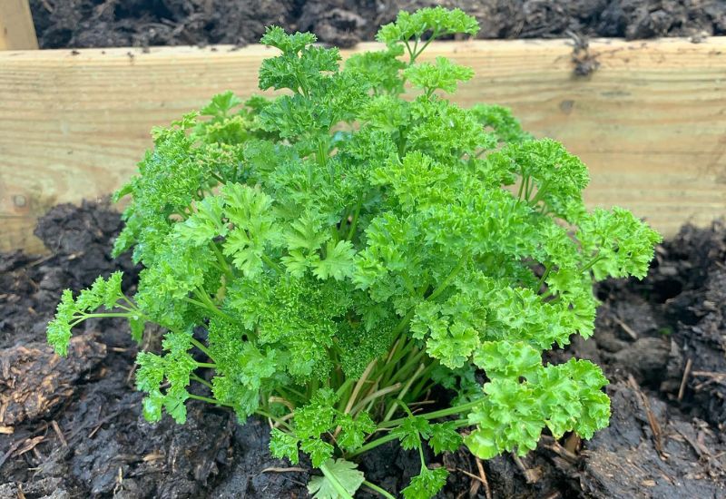  Parsley