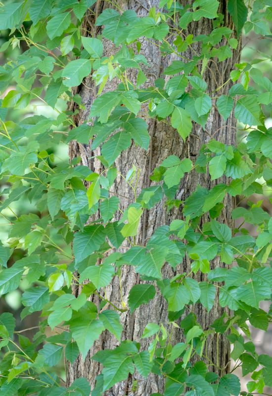 Poison Ivy Leaves