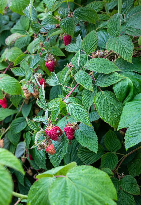 Raspberry (Rubus iadeus)