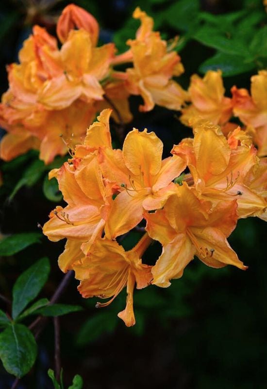 Rhododendron ‘Golden Lights’