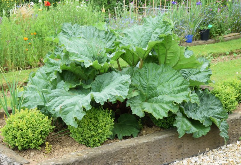 Rhubarb