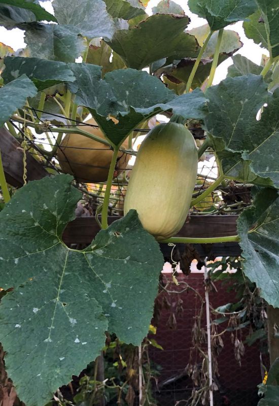 When to Harvest Spaghetti Squash and How to Cure It for Long-Lasting Flavor 2