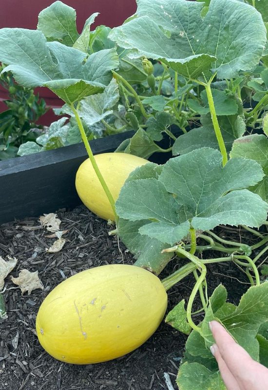 When to Harvest Spaghetti Squash and How to Cure It for Long-Lasting Flavor 8