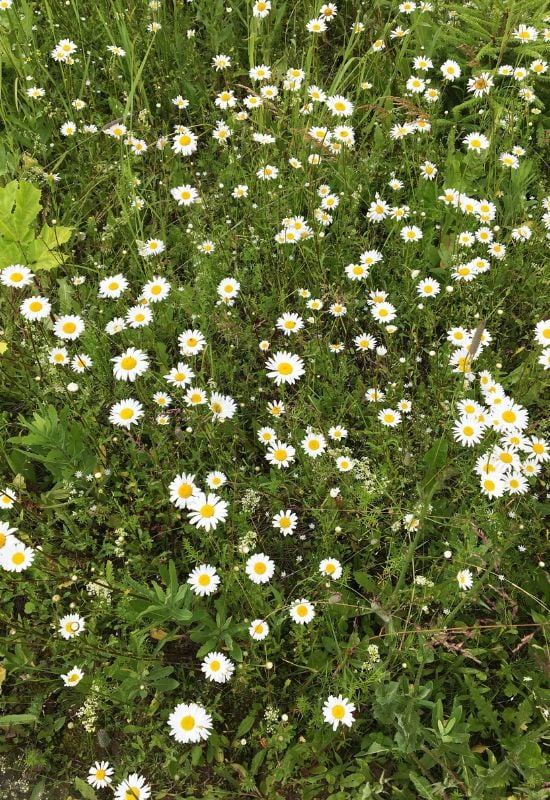 Roman chamomile (Chamaemelum nobile)