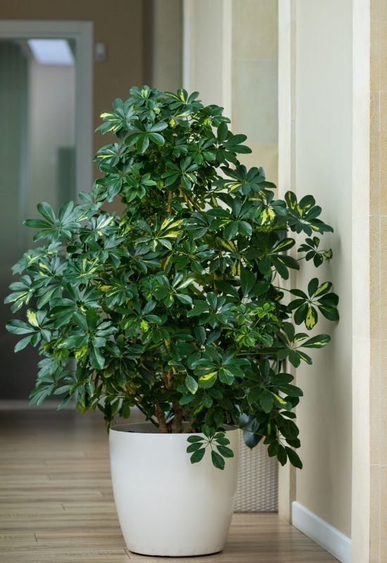 10 Gorgeous Low-Light Indoor Trees That Defy the Odds in Dimly Lit Rooms 7 Schefflera Actinophylla