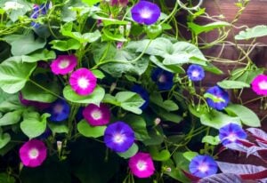 Show-Stopping Morning Glory Varieties