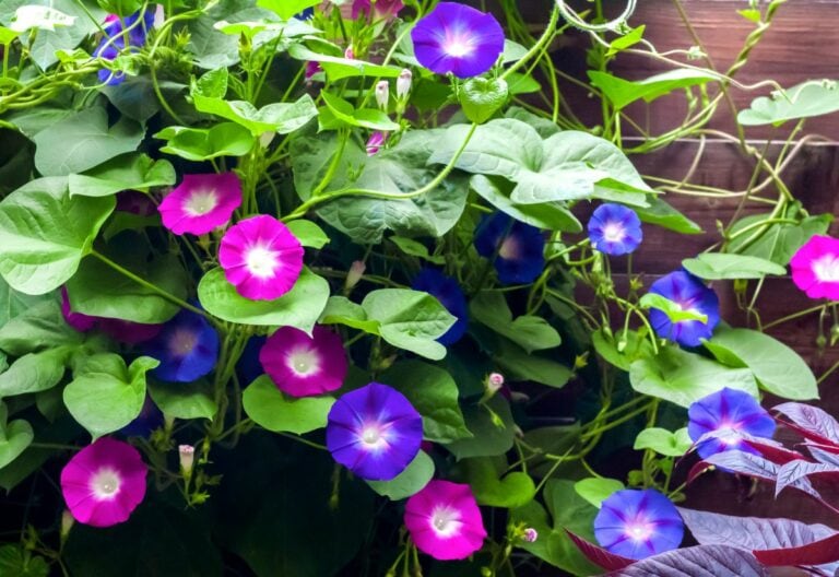 15 Show-Stopping Morning Glory Varieties for a Picture-Perfect Home Garden!