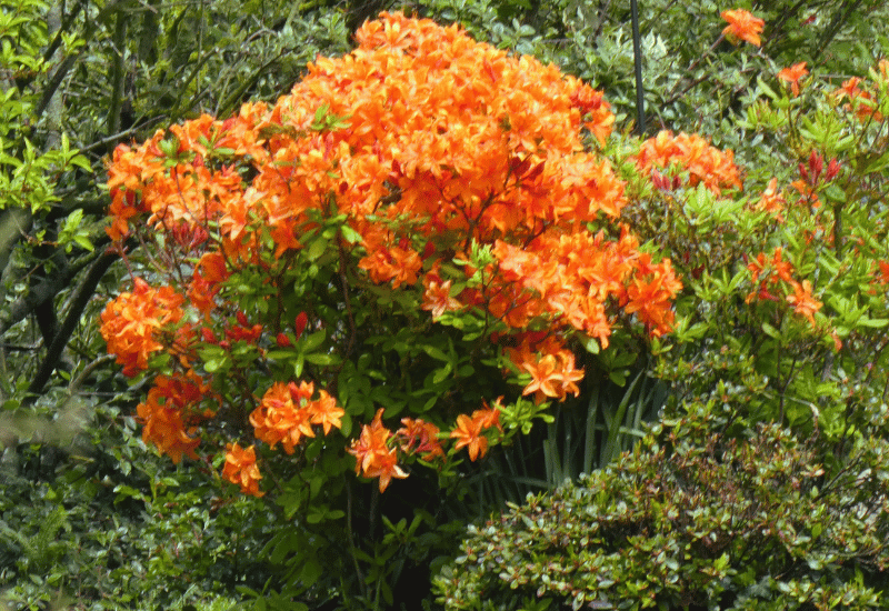 Image of Orange blossom shrub cluster