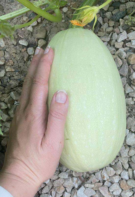 When to Harvest Spaghetti Squash and How to Cure It for Long-Lasting Flavor 3