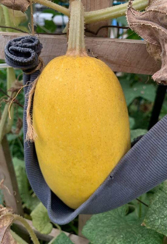 When to Harvest Spaghetti Squash and How to Cure It for Long-Lasting Flavor 5