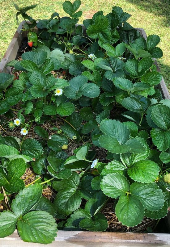 Strawberry (Fragaria × ananassa)