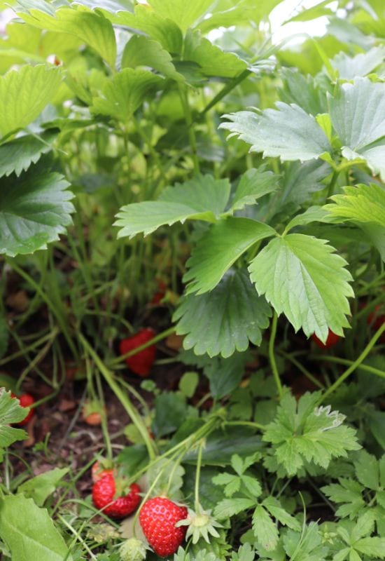 Strawberry (Fragraria spp.)